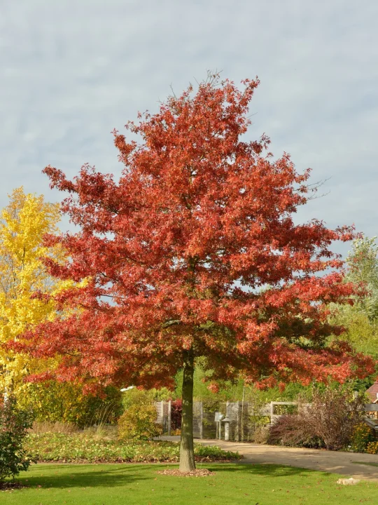 Quercus Coccinea Scarlet Oak Van Den Berk Nurseries