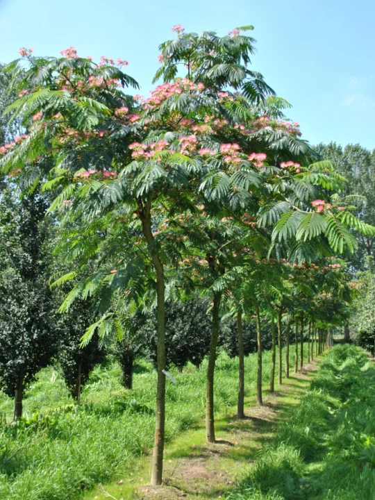 Albizia Julibrissin Ombrella Boubri Albizia Julibrissin Ombrella Boubri Van Den Berk Nurseries
