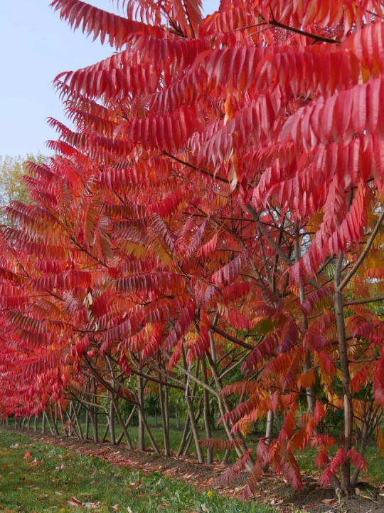Red Rhus Tree Rhus typhina | Rhus typhina - Van den Berk Nurseries