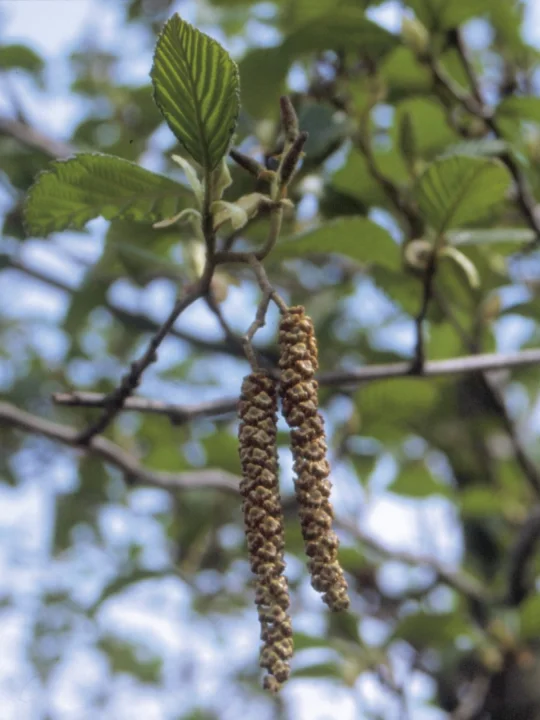 Alnus rubra Red alder, Oregon alder Van den Berk Nurseries
