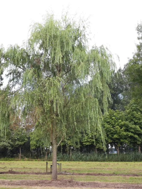 Salix babylonica (Chinese) weeping willow Van den Berk Nurseries