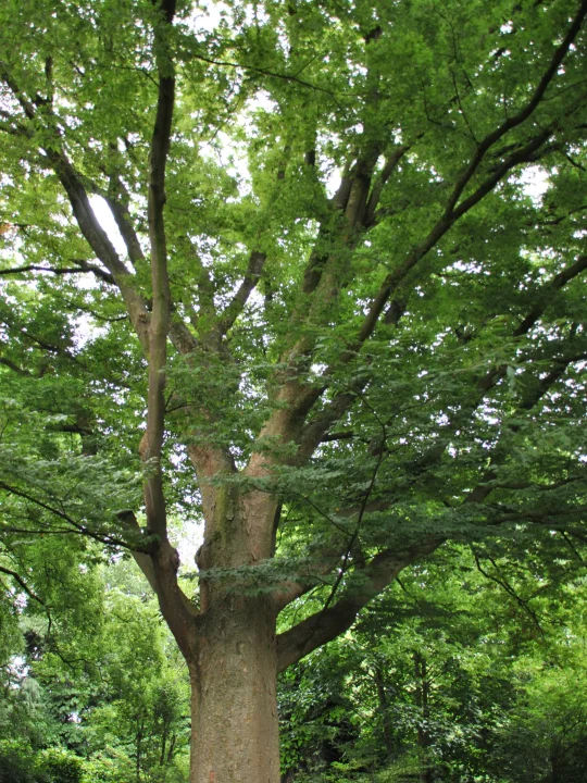 Zelkova serrata Japanese Zelkova, Keaki Van den Berk Nurseries