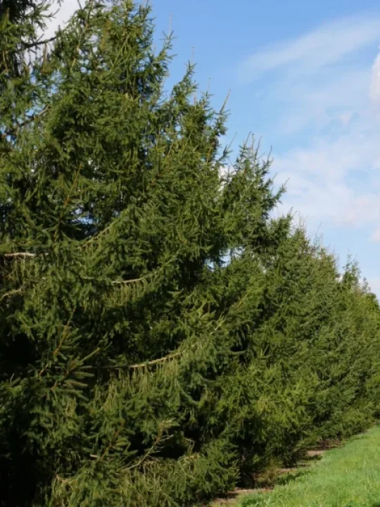 Picea abies Common spruce, Norway spruce Van den Berk Nurseries