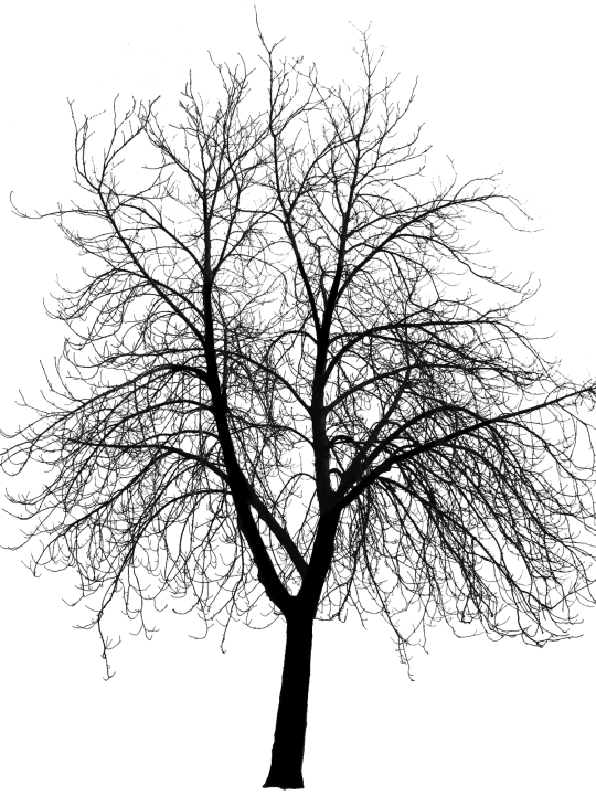 Amelanchier Canadensis Rainbow Pillar Amelanchier Canadensis Rainbow Pillar Van Den Berk Nurseries