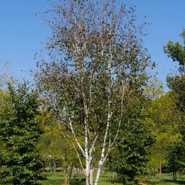 Betula utilis – Betula utilis