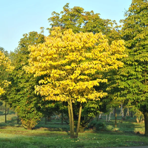 Broussonetia papyrifera – Paper mulberry