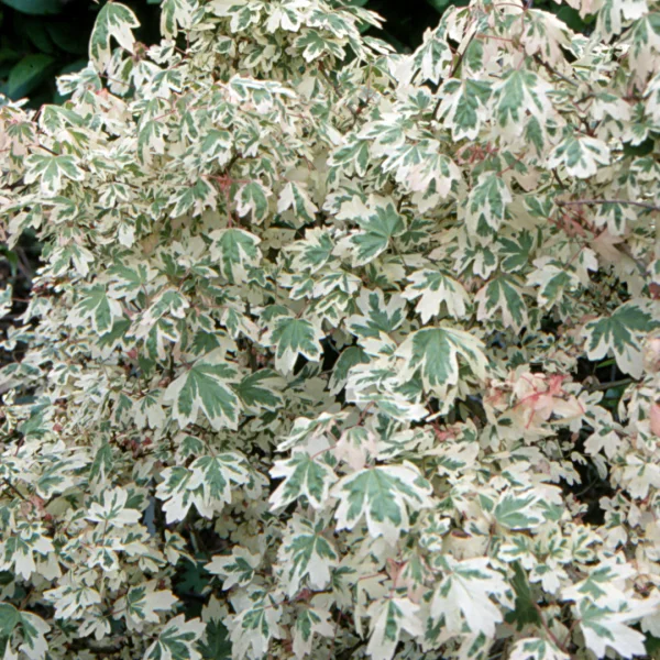 Acer campestre 'Carnival' – Acer campestre 'Carnival'