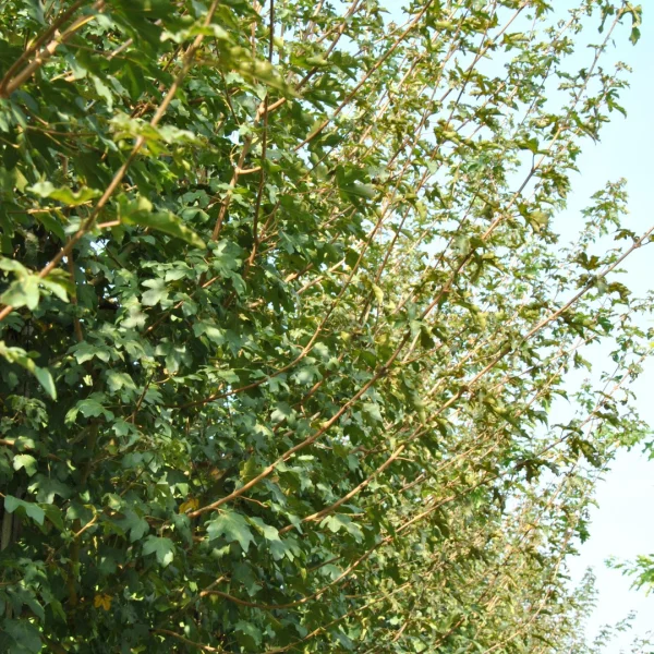 Acer campestre 'Eco Sentry' – Acer campestre 'Eco Sentry'