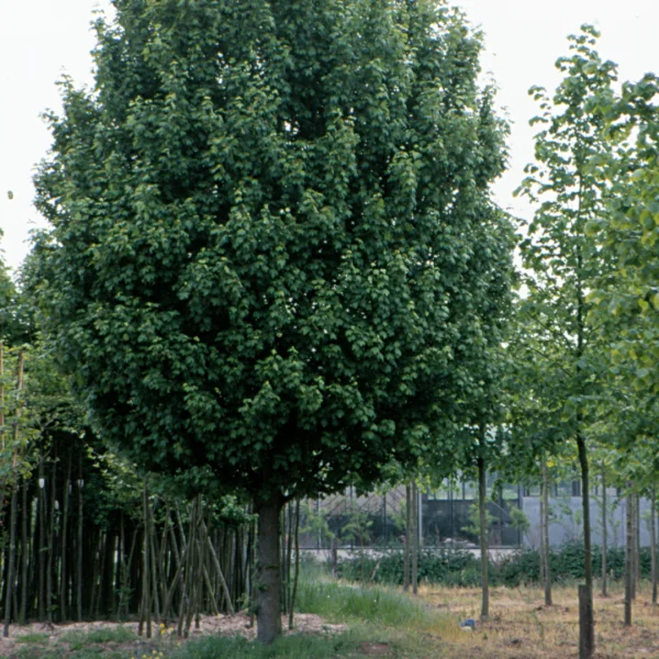 Acer campestre 'Lienco' – Acer campestre 'Lienco'