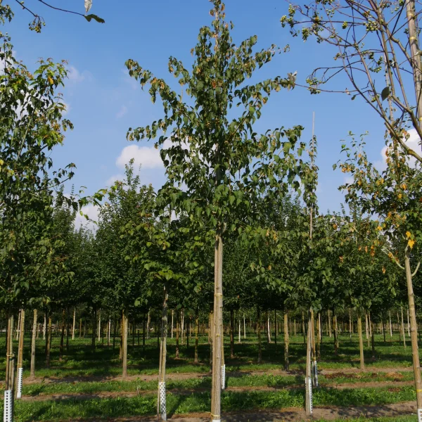Acer capillipes – Red snake-bark maple