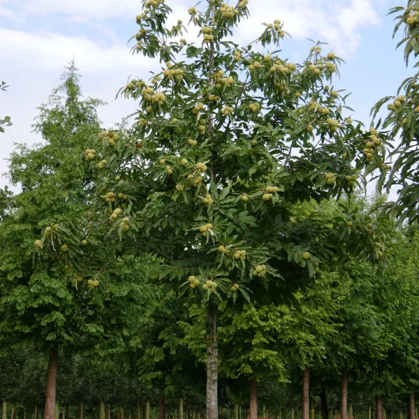 Castanea sativa – Sweet chestnut, Spanish chestnut