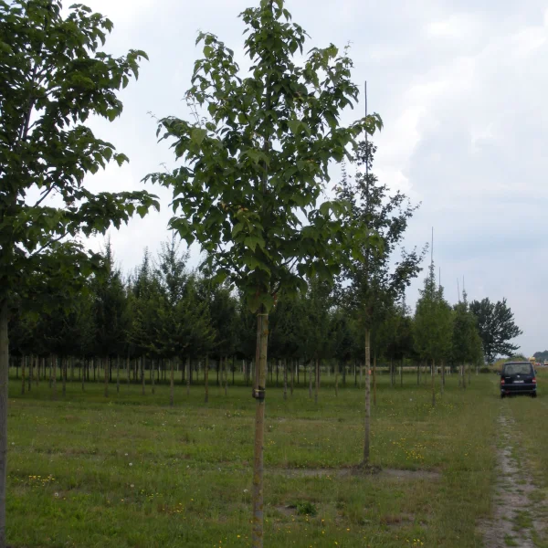 Acer davidii – Chinese maple, Snakebark maple