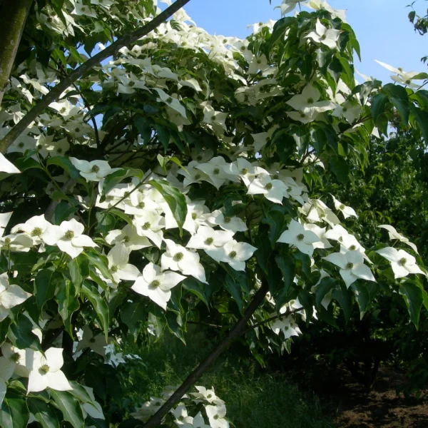 Cornus kousa 'National' – Cornus kousa 'National'