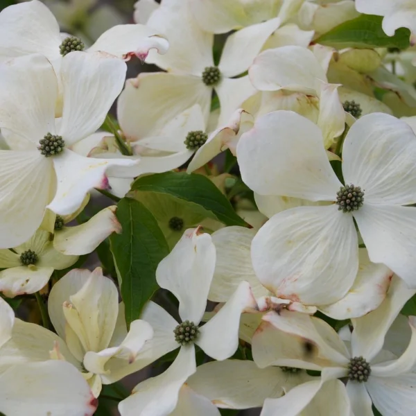 Cornus kousa 'Teutonia' – Cornus kousa 'Teutonia'