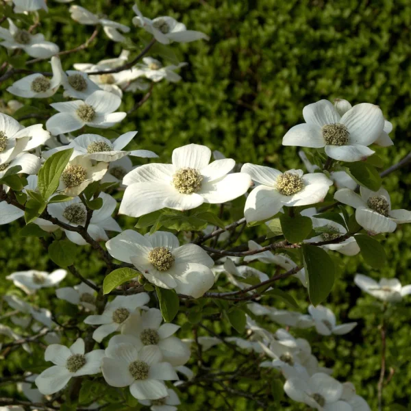 Cornus nuttallii 'Monarch' – Cornus nuttallii 'Monarch'