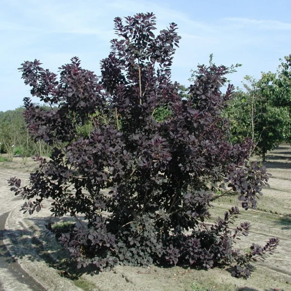 Cotinus coggygria 'Royal Purple' – Cotinus coggygria 'Royal Purple'