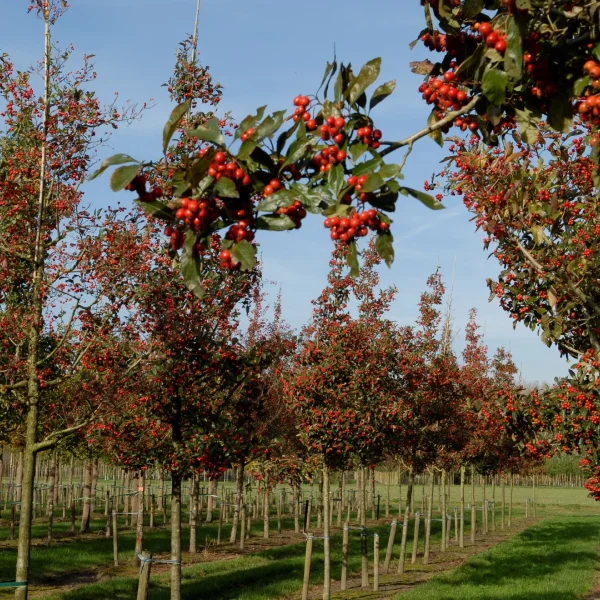 Crataegus ×lavalleei 'Carrierei' – Hawthorn