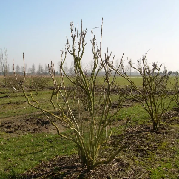 Decaisnea fargesii – Decaisnea fargesii