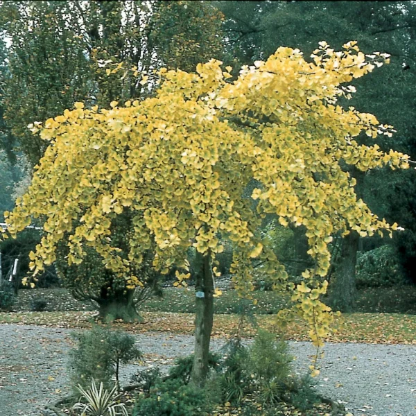 Ginkgo biloba 'Pendula' – Ginkgo biloba 'Pendula'