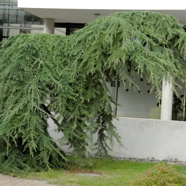 Larix kaempferi 'Pendula' – Larix kaempferi 'Pendula'