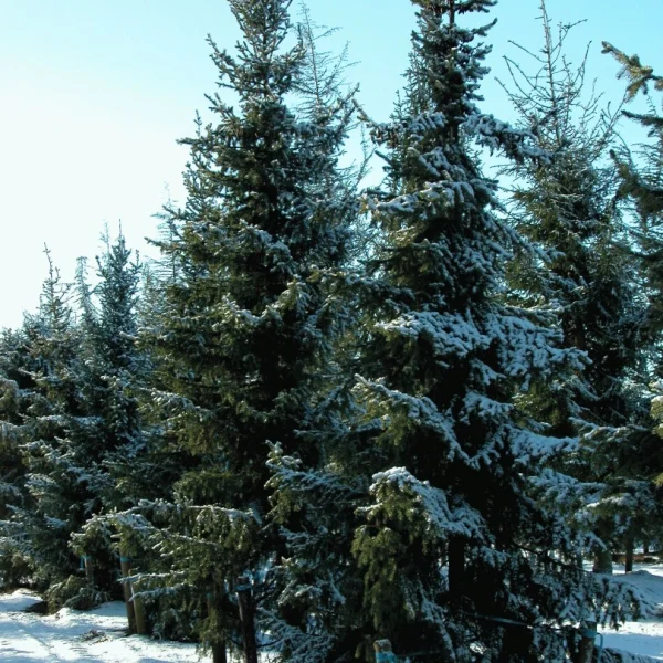 Picea breweriana – Picea breweriana