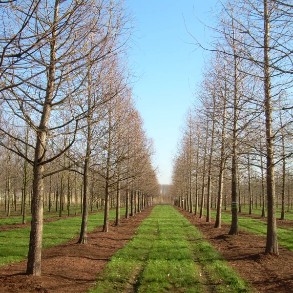 Taxodium distichum – Bald cypress, Swamp cypress