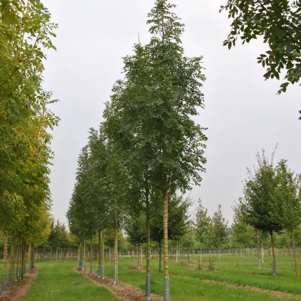 Fraxinus excelsior 'Maxima' – Fraxinus excelsior 'Maxima'