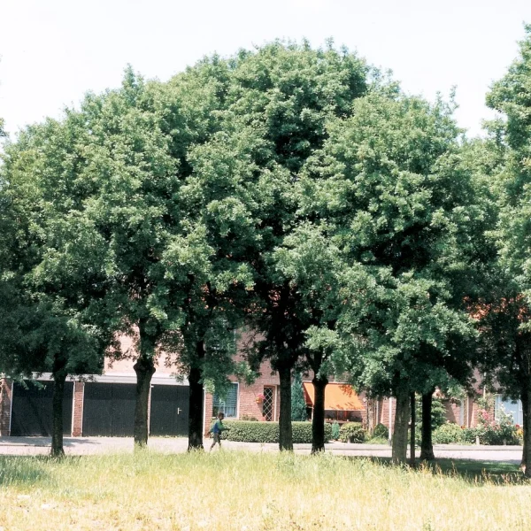 Fraxinus xanthoxyloides – Fraxinus xanthoxyloides