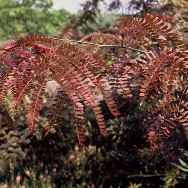 Gleditsia triacanthos 'Rubylace' – Gleditsia triacanthos 'Rubylace'