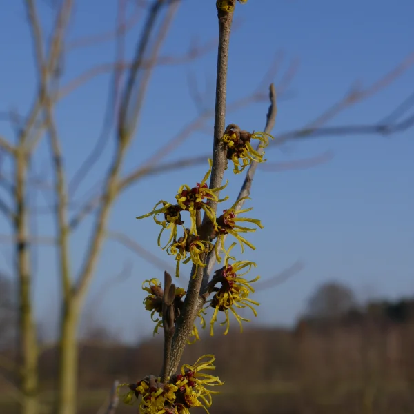 Hamamelis ×intermedia 'Westerstede' – Hamamelis ×intermedia 'Westerstede'