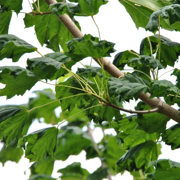Acer platanoides 'Cucullatum' – Acer platanoides 'Cucullatum'
