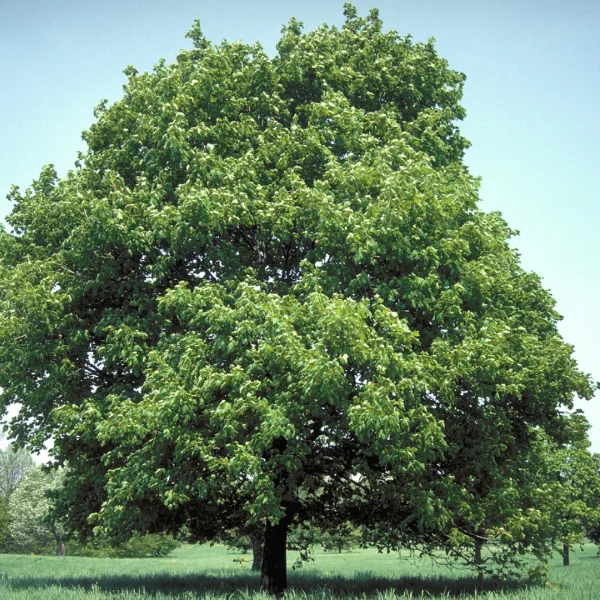 Acer platanoides 'Summershade' – Acer platanoides 'Summershade'