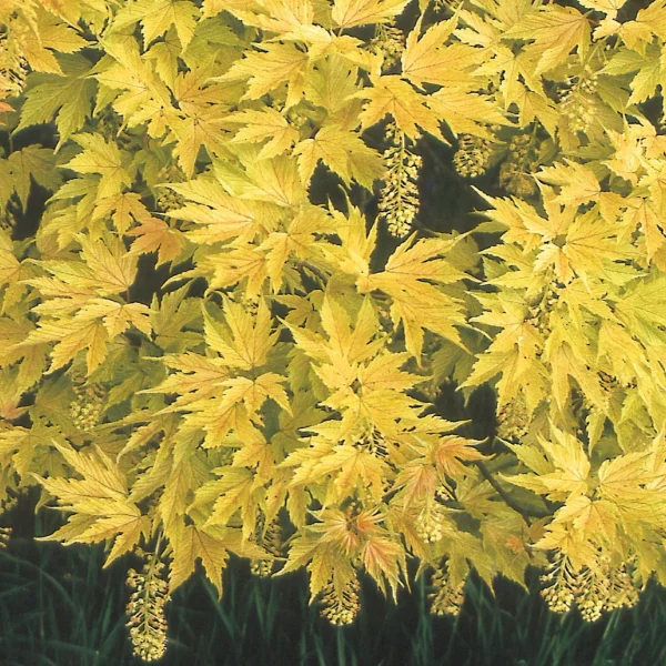 Acer pseudoplatanus 'Prinz Handjery' – Acer pseudoplatanus 'Prinz Handjery'