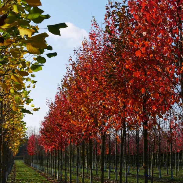 Acer rubrum – Red maple, Scarlet maple, Swamp maple