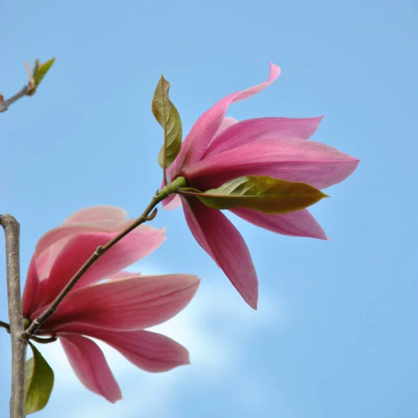 Magnolia 'Spectrum' – Magnolia 'Spectrum'