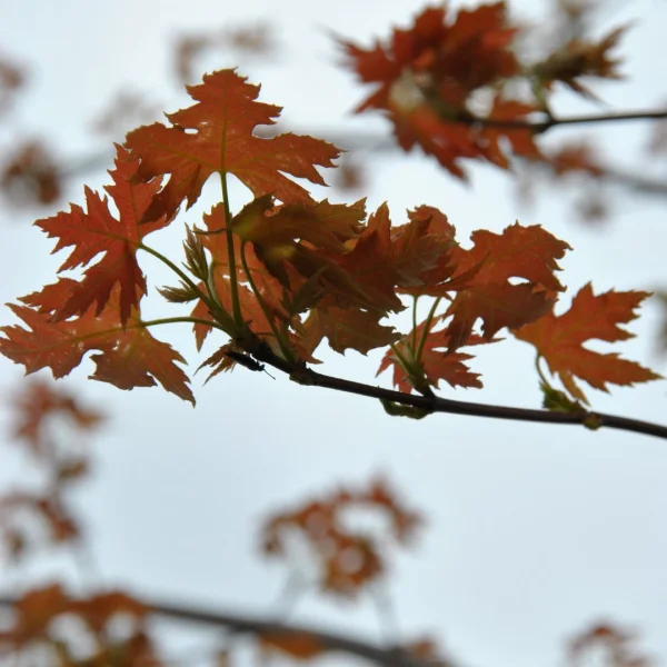 Acer saccharinum 'Pyramidale' – Acer saccharinum 'Pyramidale'