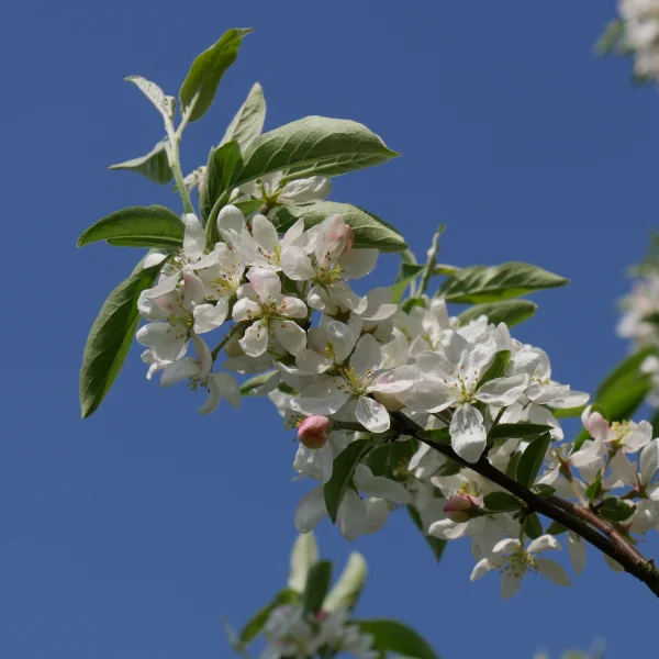 Malus 'Pom Zai' – Malus 'Pom Zai'