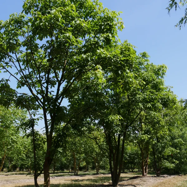 Acer triflorum – Three-flowered maple