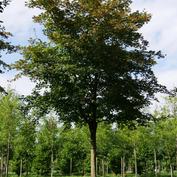 Acer ×zoeschense 'Annae' – Acer ×zoeschense 'Annae'