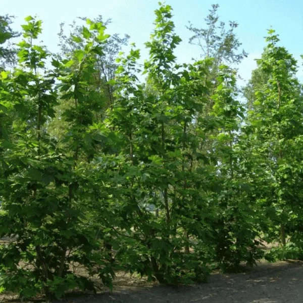 Platanus ×hispanica 'Liberty' – Platanus ×hispanica 'Liberty'