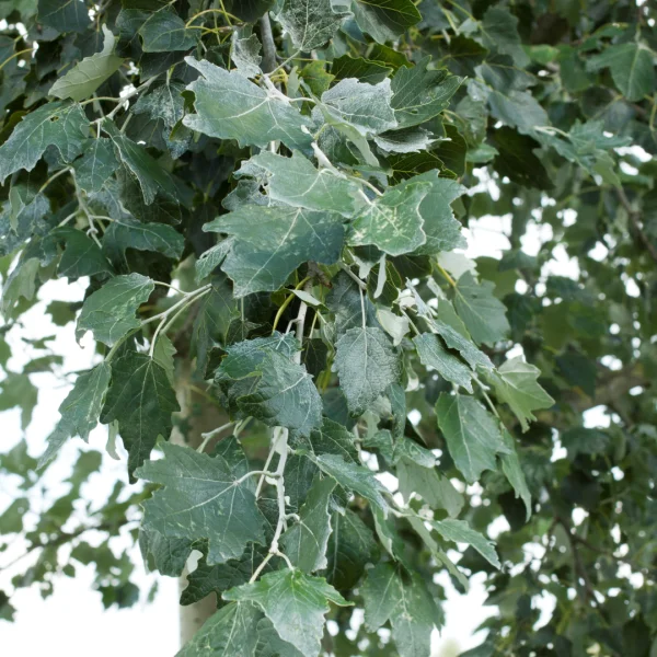 Populus alba 'Raket' – Populus alba 'Raket'
