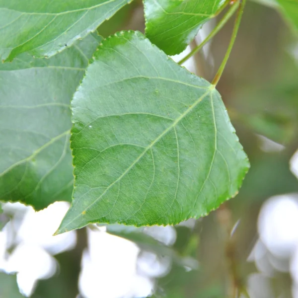 Populus nigra 'Vereecken' – Populus nigra 'Vereecken'