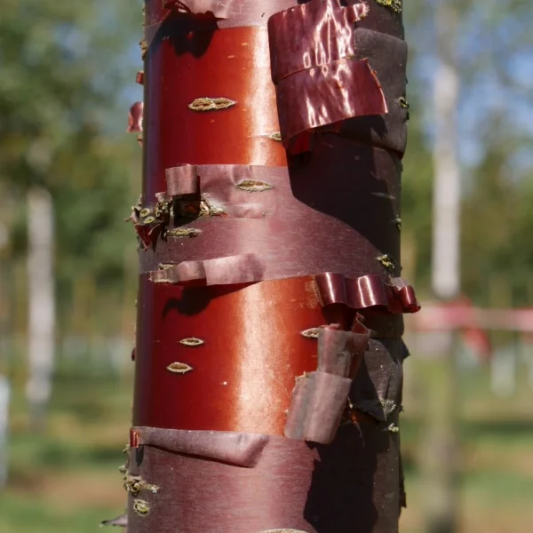 Prunus serrula 'Branklyn' – Prunus serrula 'Branklyn'