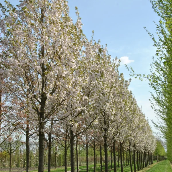 Prunus serrulata 'Sunset Boulevard' – Prunus serrulata 'Sunset Boulevard'