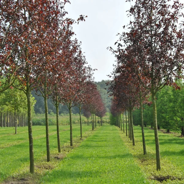 Prunus virginiana 'Canada Red' – Prunus virginiana 'Canada Red'