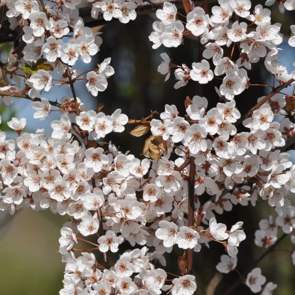 Prunus 'Trailblazer' – Prunus 'Trailblazer'