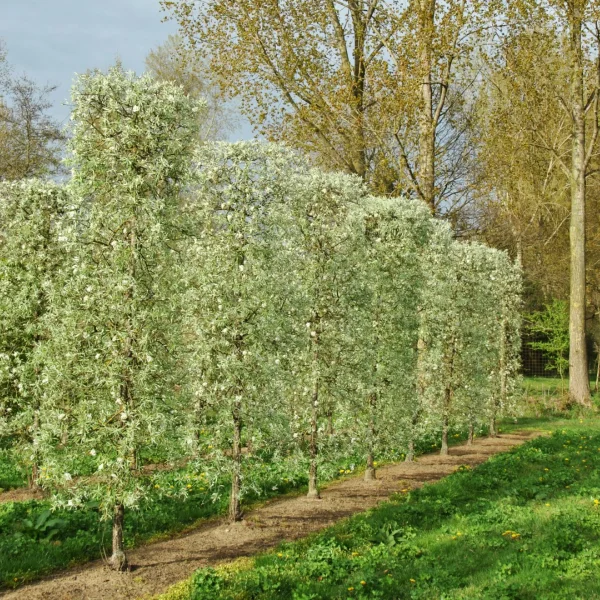 Pyrus salicifolia 'Pendula' – Pyrus salicifolia 'Pendula'