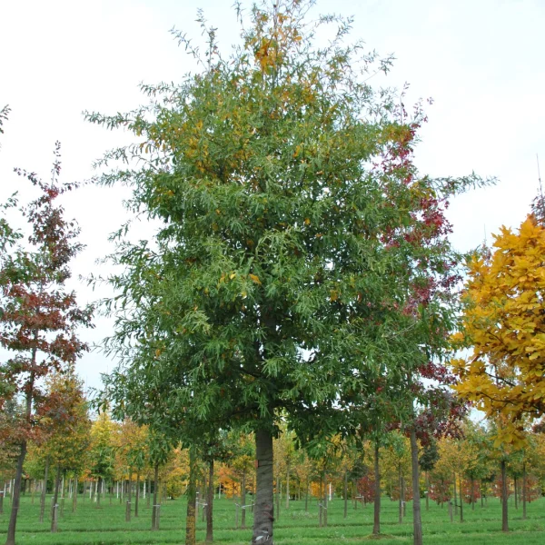 Quercus nigra – Duck oak, Water oak