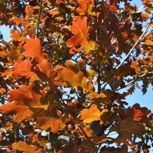 Quercus robur 'Purpurascens' – Quercus robur 'Purpurascens'