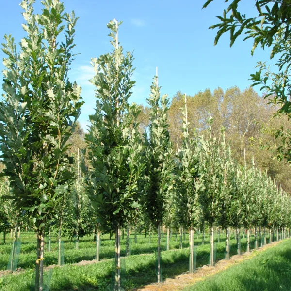 Quercus ×warei KINDRED SPIRIT ('Nadler') – Quercus ×warei KINDRED SPIRIT ('Nadler')